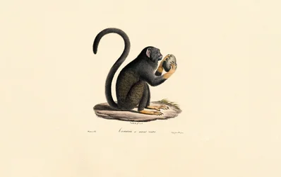 Mona Monkey avec des fruits