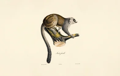 Lémurien mangouste (femelle)