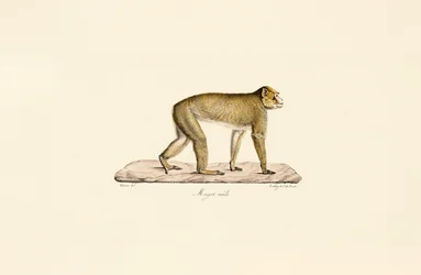 Macaque maure (mâle)