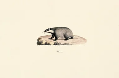 Chien de Terre-Neuve