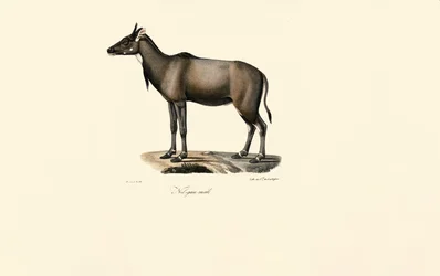 Antilope Nilgai (Nilgai, mâle)