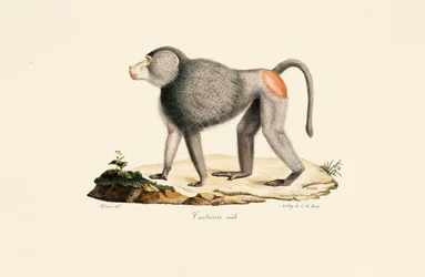 Pattes de singe