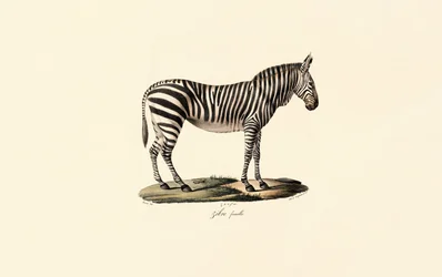 Zèbre des plaines, femelle