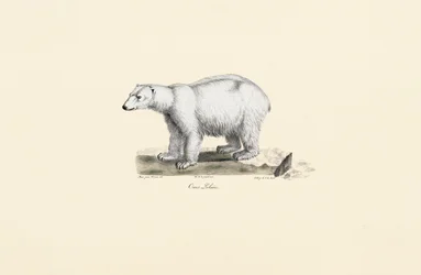 Ours polaire