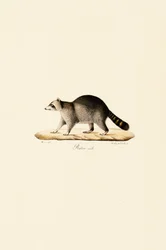 Raton laveur (mâle)
