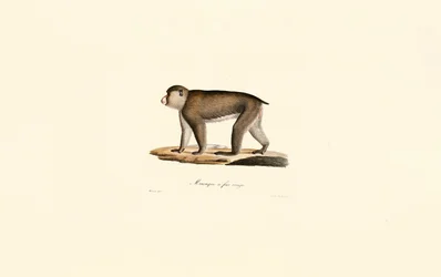 Macaque à face rouge
