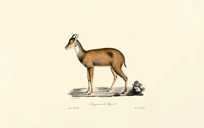Plongeur de la forêt rouge