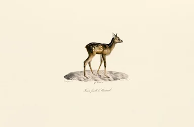 Chevreuil Fauve