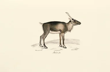 Siberian Musk Deer (Moschus moschiferus)