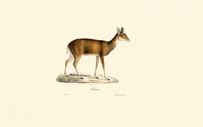 Sitatunga (Tachazan)