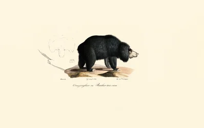 Ours paresseux (vieil ours jongleur)