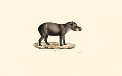 Tapir d