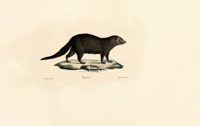 Tayra d