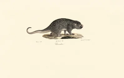 Rat épineux