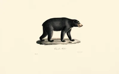 Ours solaire (Ours malais)