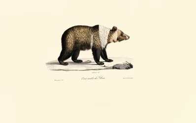 Ours brun de Syrie (Ursus arctos syriacus)