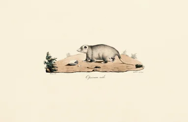 Opossum de Virginie