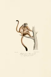 Mangabey à couronne blanche avec jeunes