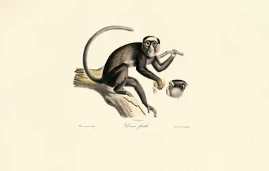 Singe-araignée à front blanc (Diane femelle)