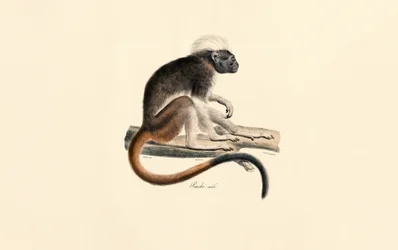 Singe colobe rouge à tête blanche