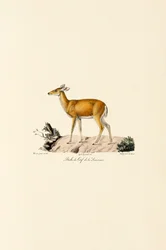 Cerf de Virginie Biche