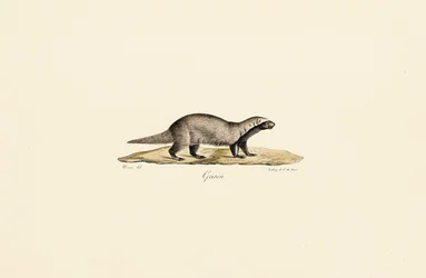 Carcajou