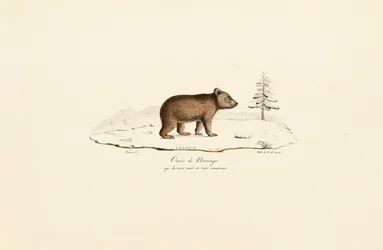 Jeune ours brun de Norvège
