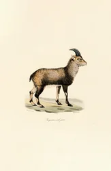 Jeune mâle bouquetin des Alpes