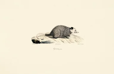 Jeune opossum
