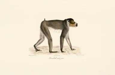Jeune mâle Mandrill