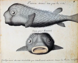 Poisson cuirassé, vues de face et de côté, île de Sao Vicente, Cap-Vert
