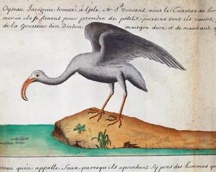 Ibis blanc (Eudocimus albus), île de Sao Vicente, Cap-Vert, aquarelle du journal de bord de Jacques Gouin de Beauchesne (1652-1730), capitaine de la Compagnie royale de la Mer du Sud, de 1698 à 1701
