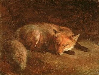 Renard endormi