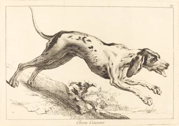 Chien courant