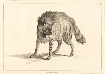 Loucervier (Hyène)