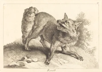 Renard