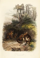 Famille de renards roux, Vulpes vulpes, devant un terrier