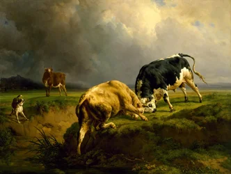 Un combat de taureaux