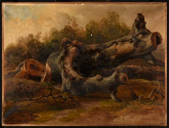 Arbre coupé