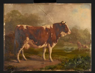 Vache à robe blanche et rousse