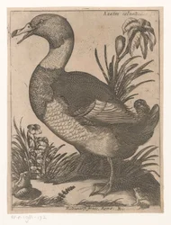 Canard
