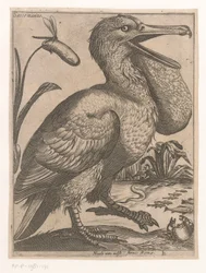 Oiseau aquatique