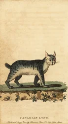 Lynx canadien, Lynx canadensis (gravure)