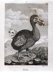 Le Dodo, de 