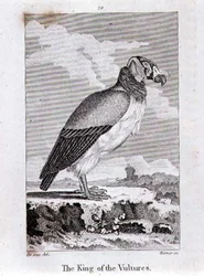 Le Roi des Vautours, de 