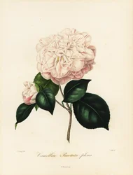 Camélia japonica variété, Camellia punctata plena