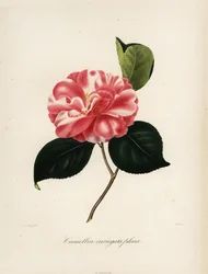 Camellia japonica variété, Camellia variegata plena