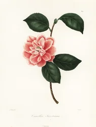 Camélia à fleurs peintes de Sweet, Camellia japonica variété, Camellia sweetiana