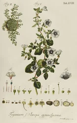 Liseron : Teganium f. Atropa gymnosperma de "Plantae Rariores"