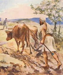 Terre Sainte : Labourer près de Nazareth
